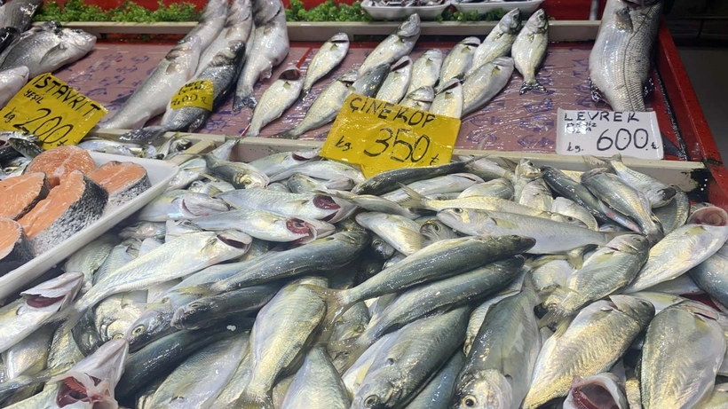 Palamut Avı Yoğunlaştı, Hamsi Azaldı