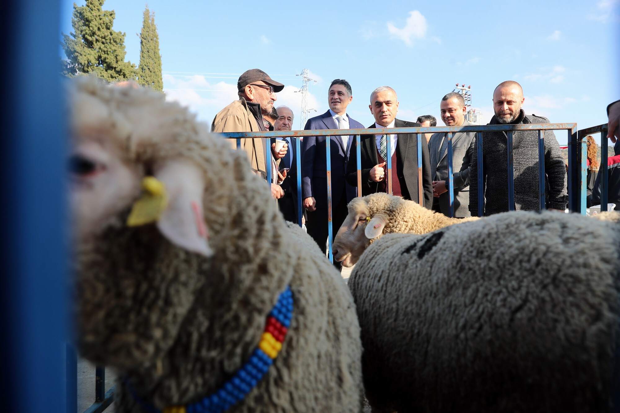 Damızlık Koyun Üretimi