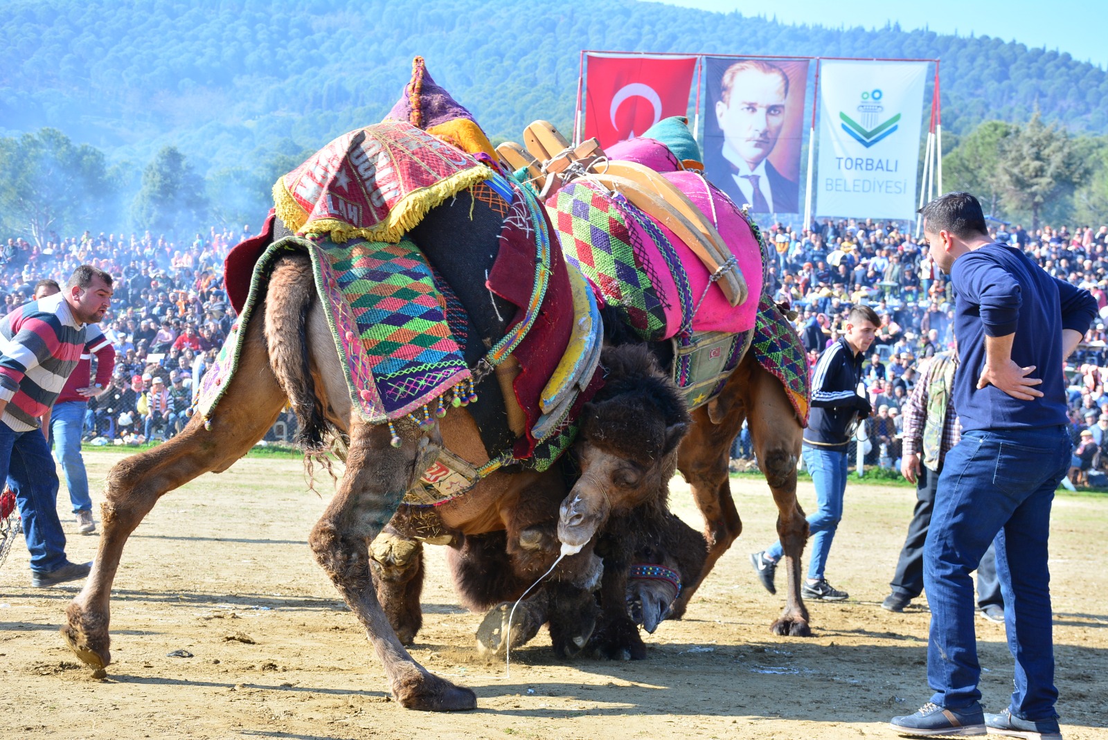 Deve Güreşi (1)