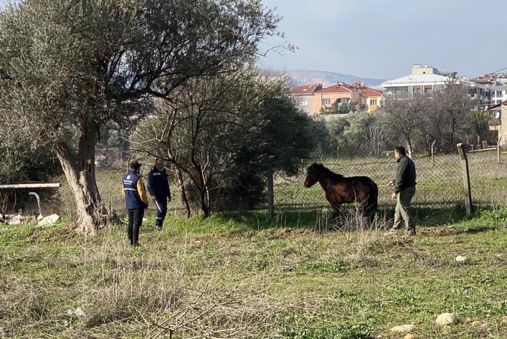 Kemalpaşa’da Yılkı Atlarının Sayısında Artış