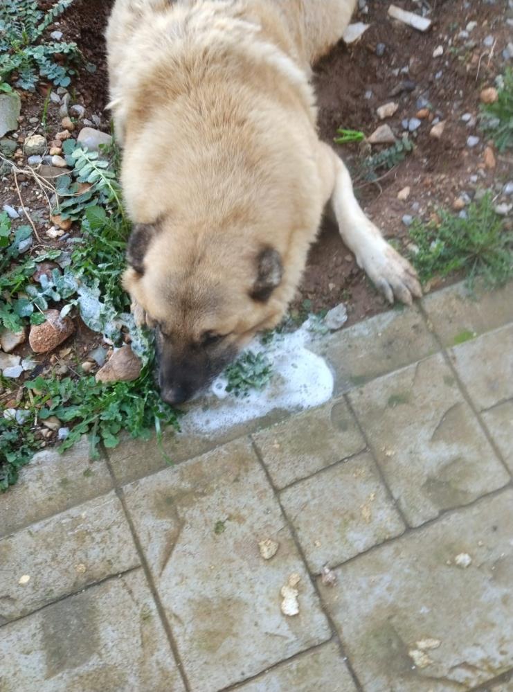 Köpeklerin cansız bedenlerini sabah saatlerinde vatandaşlar buldu.