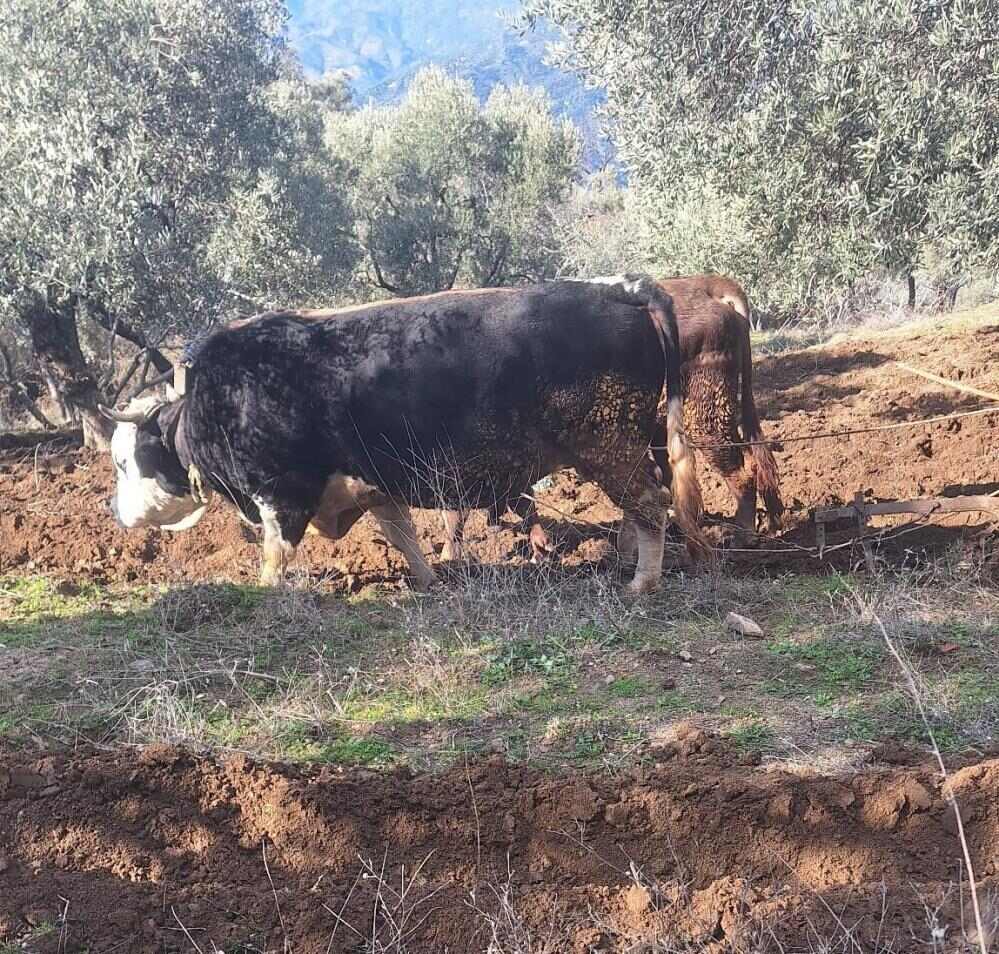 Teknolojinin Işlemediği Aydın Da