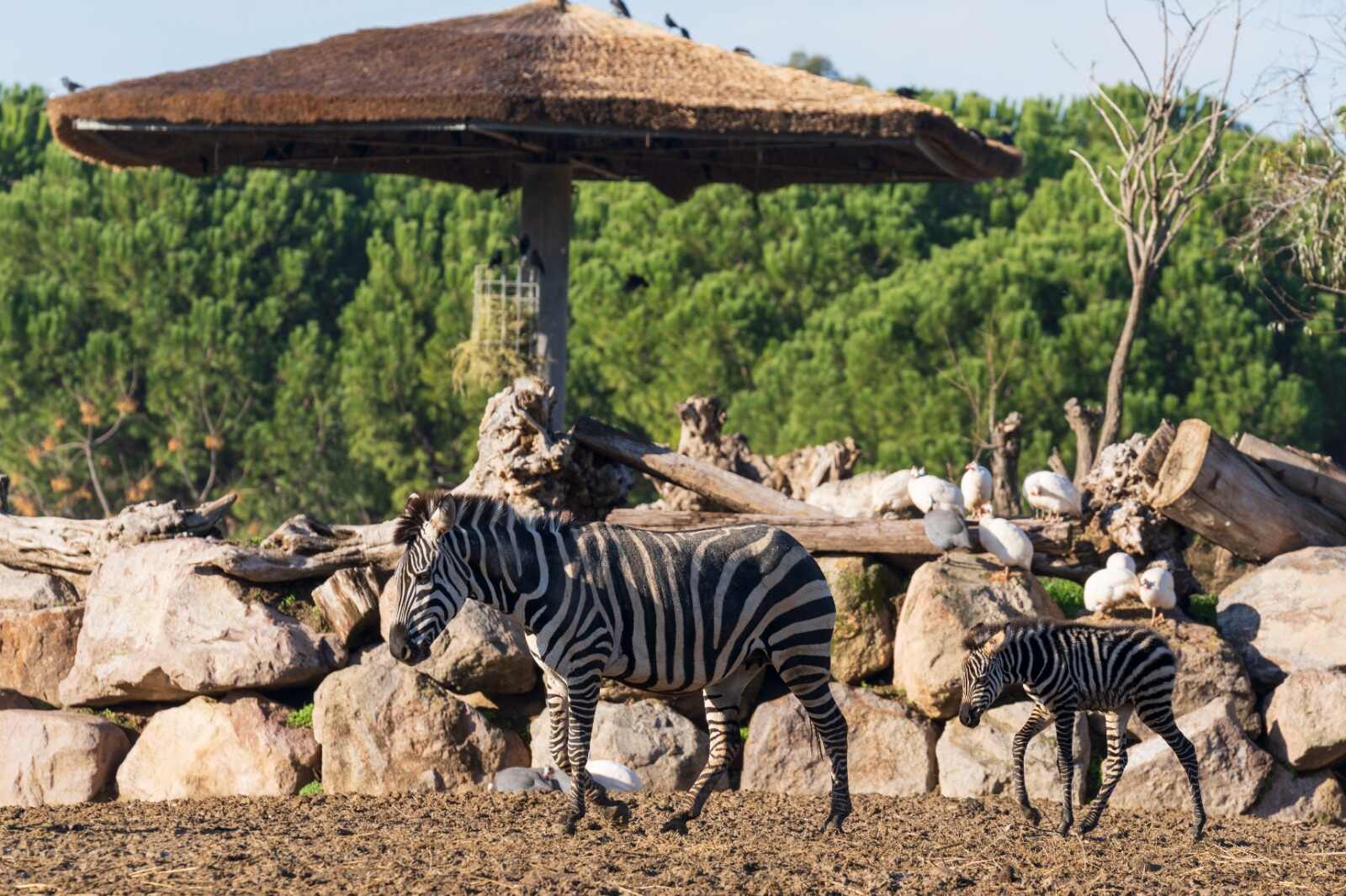 yavru zebra