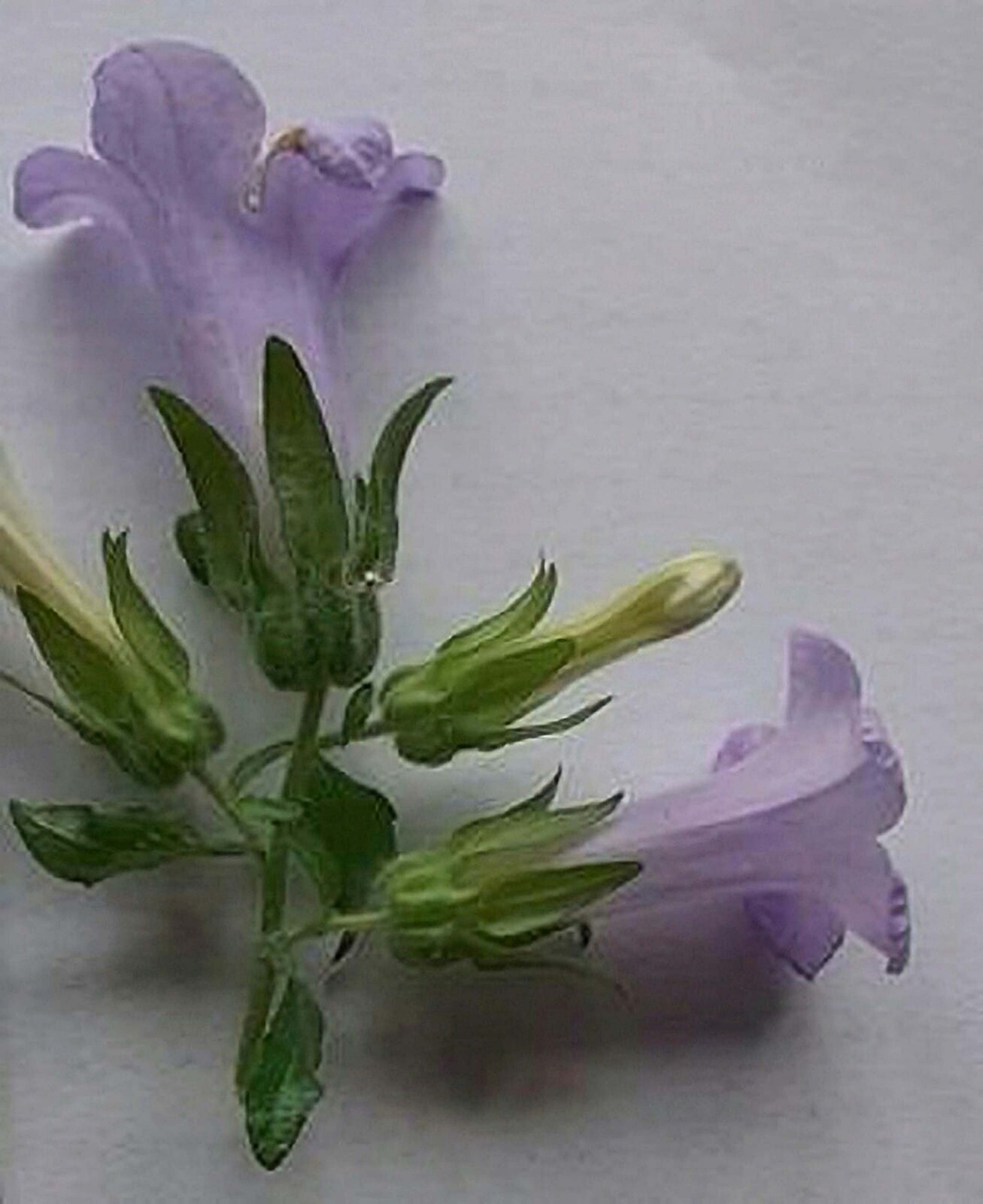 İzinsiz geçişlerin yasak olduğu bölgede