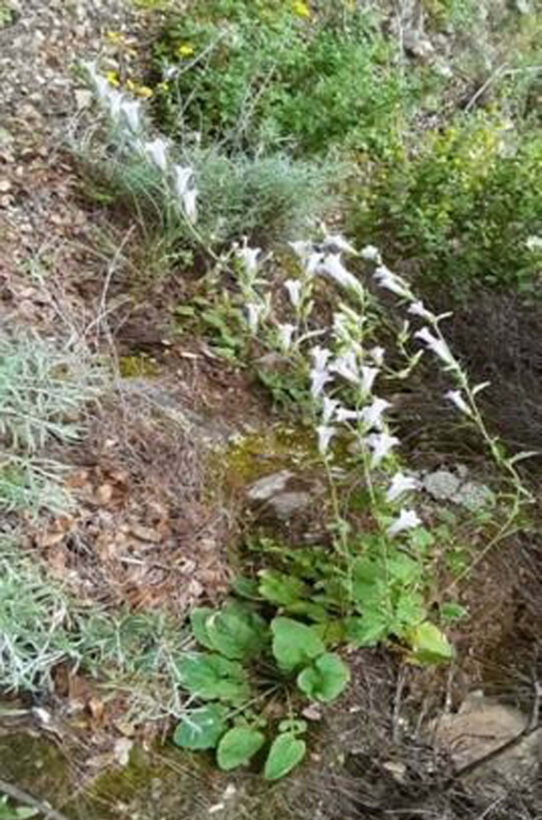"Campanula X kusadasiensis"in özellikleri