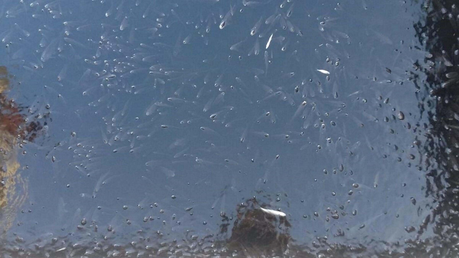 Balık ölümleri ve çevresel felaket yaşandı