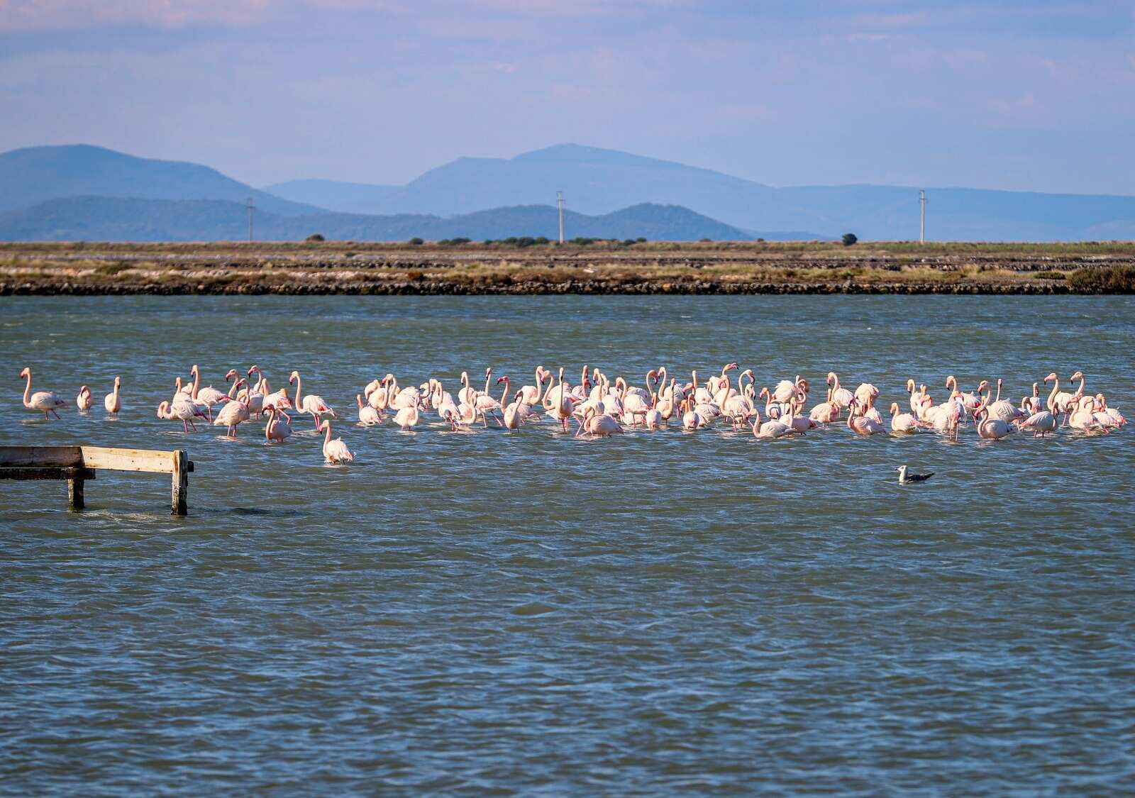Ege'de sulak alanlardaki su kuşlarının sayısı arttı-1