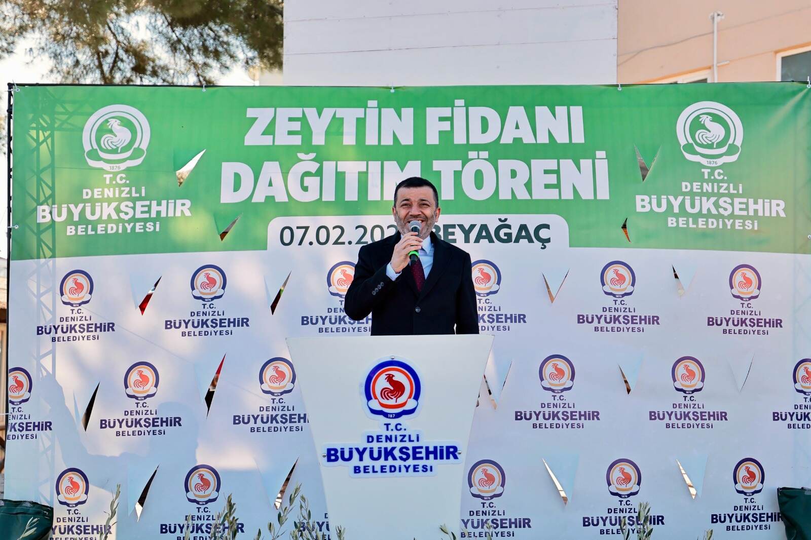 Denizli Beyağaç zeytin fidanı dağıtımı