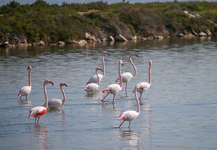 Ege'de Sulak Alanlardaki Su Kuşlarının Sayıs
