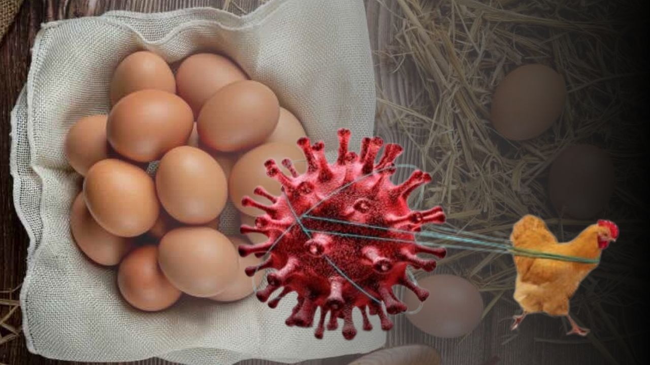 Virüsün yayılımına ilişkin endişeler artıyor