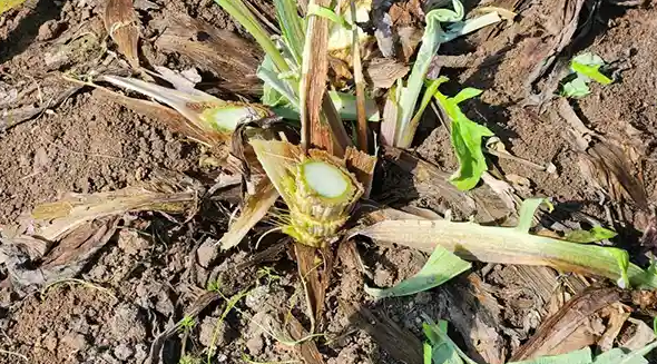 Sakız Enginarına Don Darbesi (1)