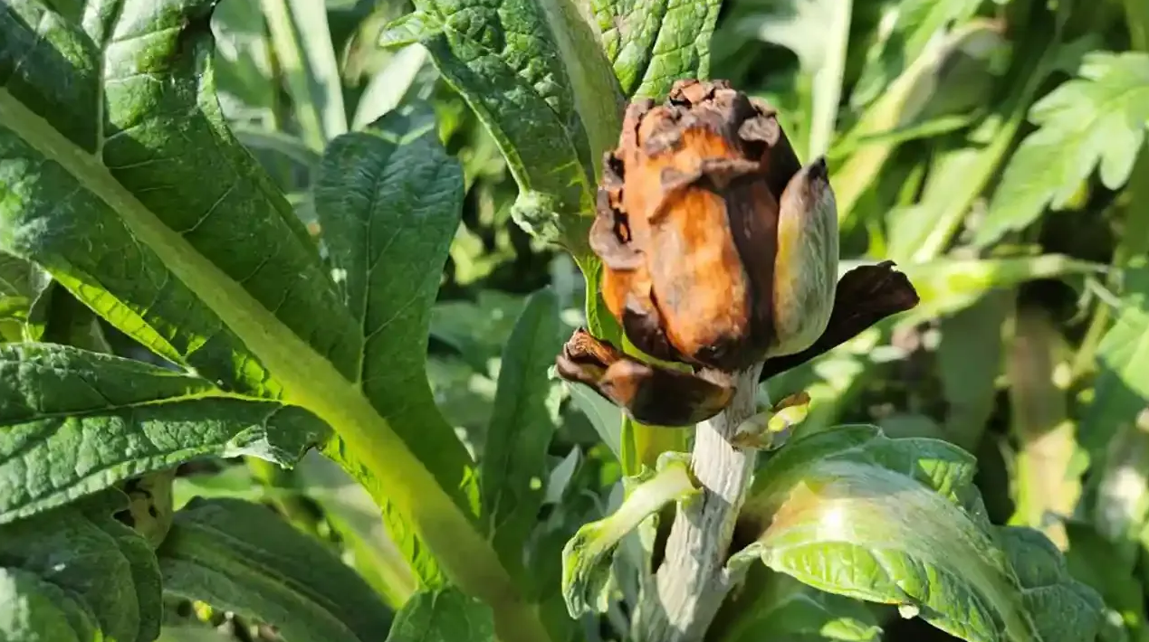 Sakız Enginarına Don Darbesi (3)