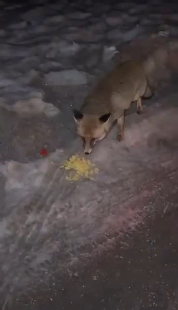 Arkadaşı Korkudan Yaklaşamadı