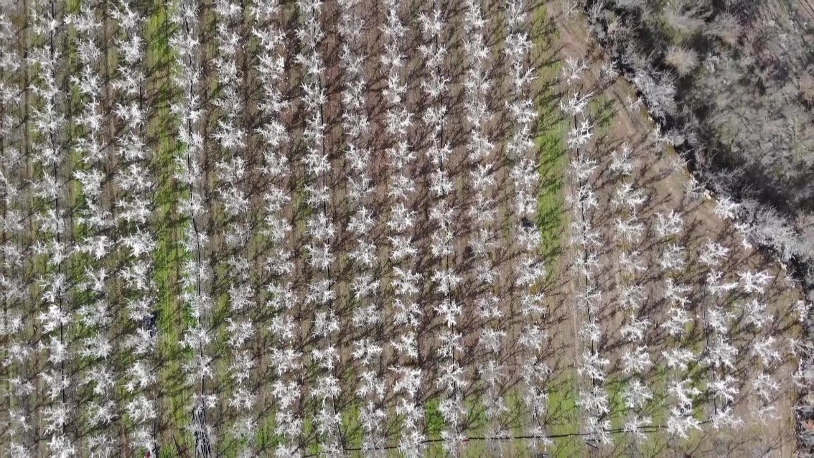 İl Tarım Müdürü: "Kayıplar önlenmiş oldu"