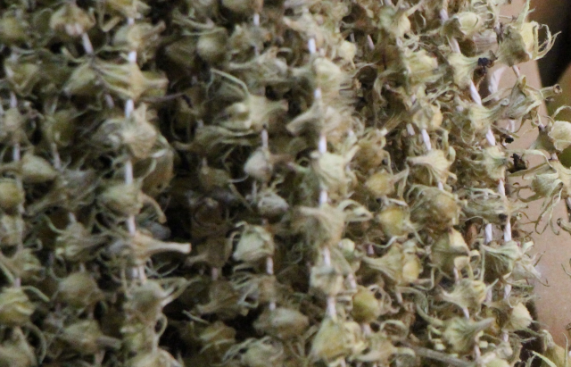 Altını Geçen Çiçek