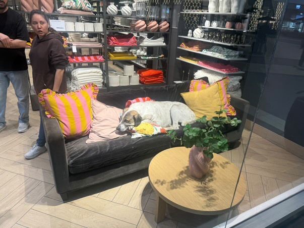 Avm'deki Sahipsiz Köpek 3 Yaşındaki Elif'e Saldırdı