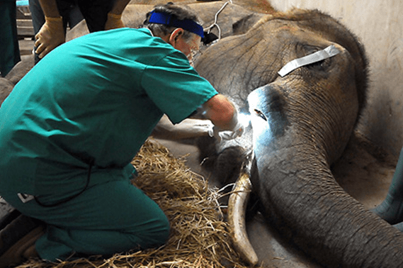 2025, hayvanat bahçesinde veteriner maaşı ne kadar?