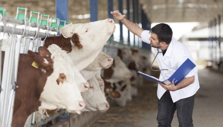 İntörn veteriner ne demek? intörn veterinerlerin maaşı ne kadar?