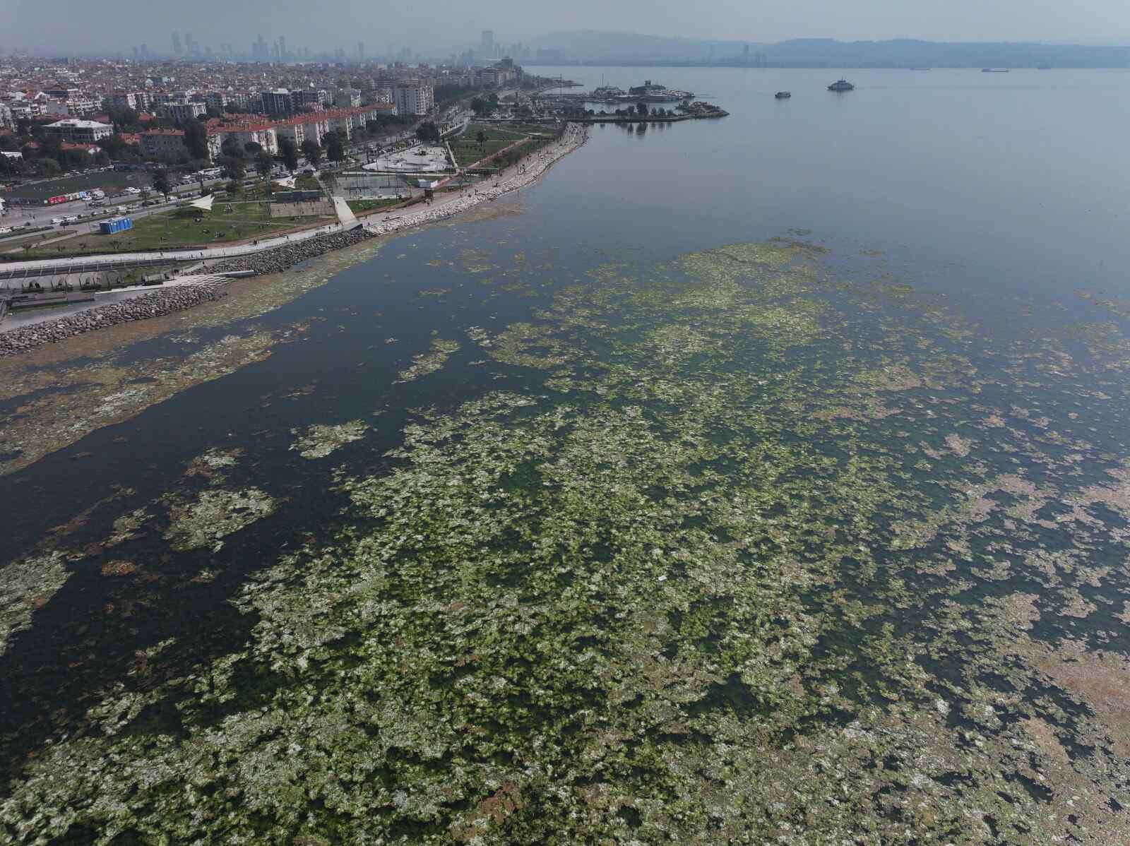İzmir Körfezi Deniz Marulu