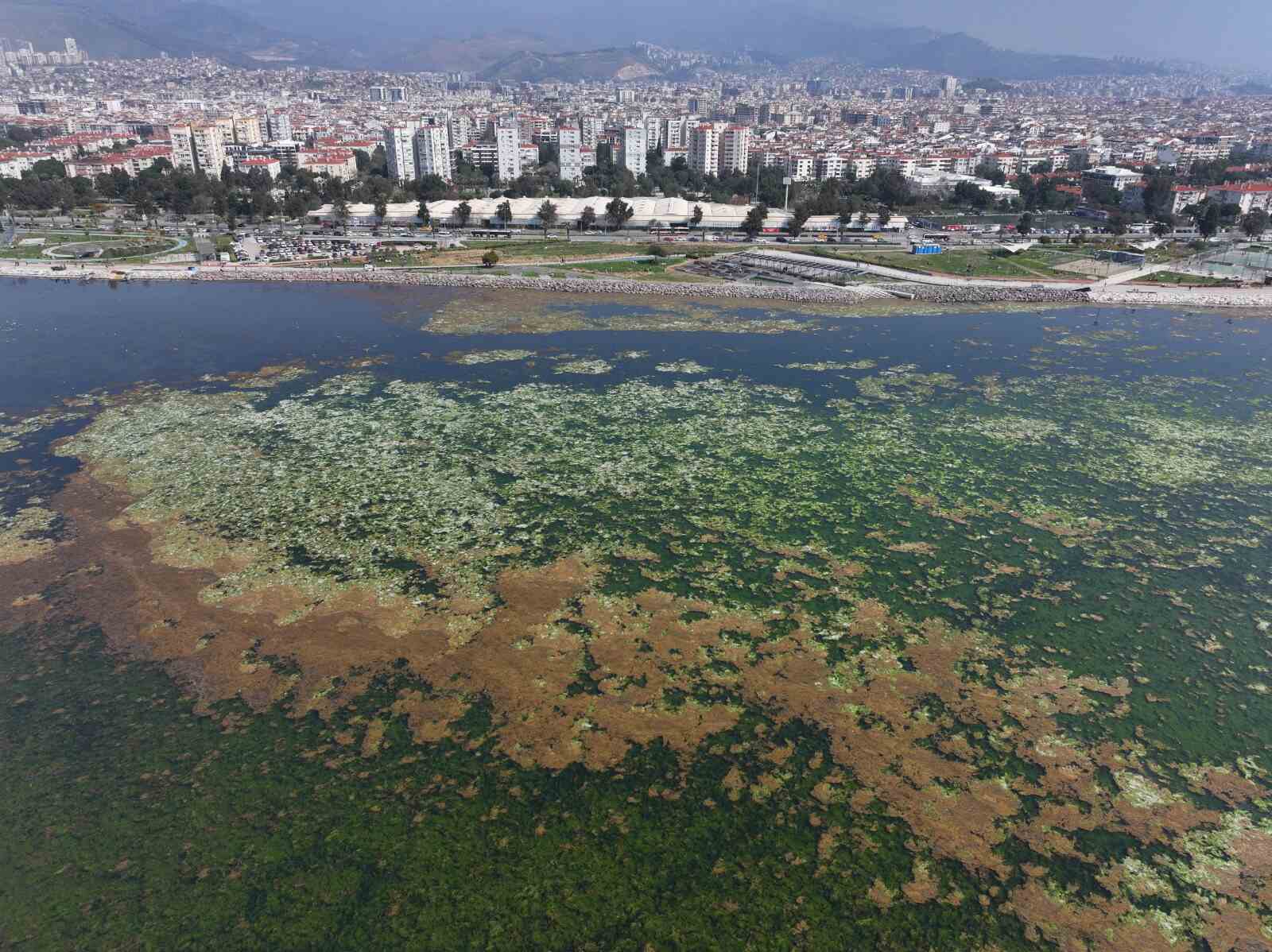 İzmir Körfezi Yosun
