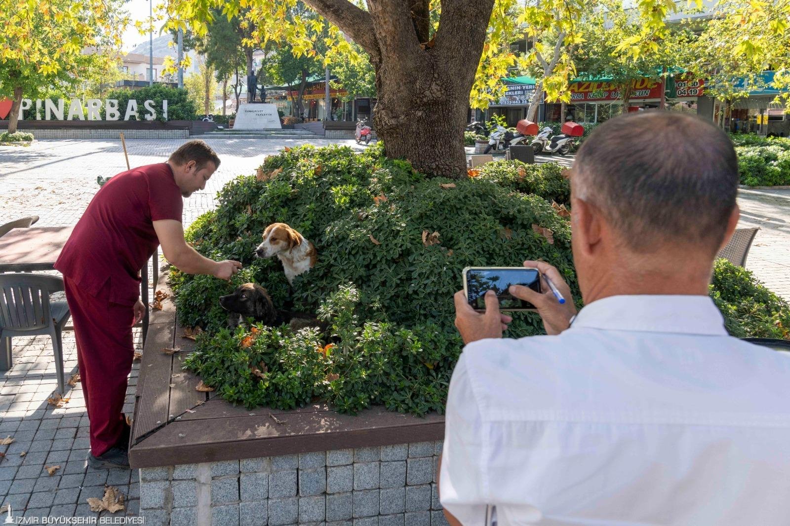 Izmirde 15 Bin Sahipsiz Köpek Var (2)