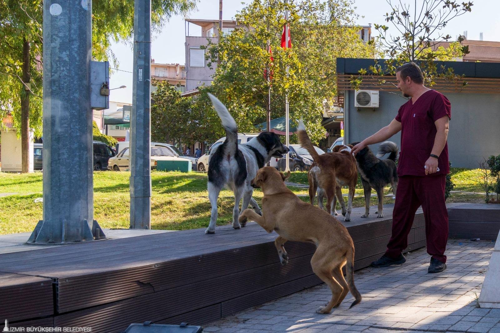 Izmirde 15 Bin Sahipsiz Köpek Var (3)