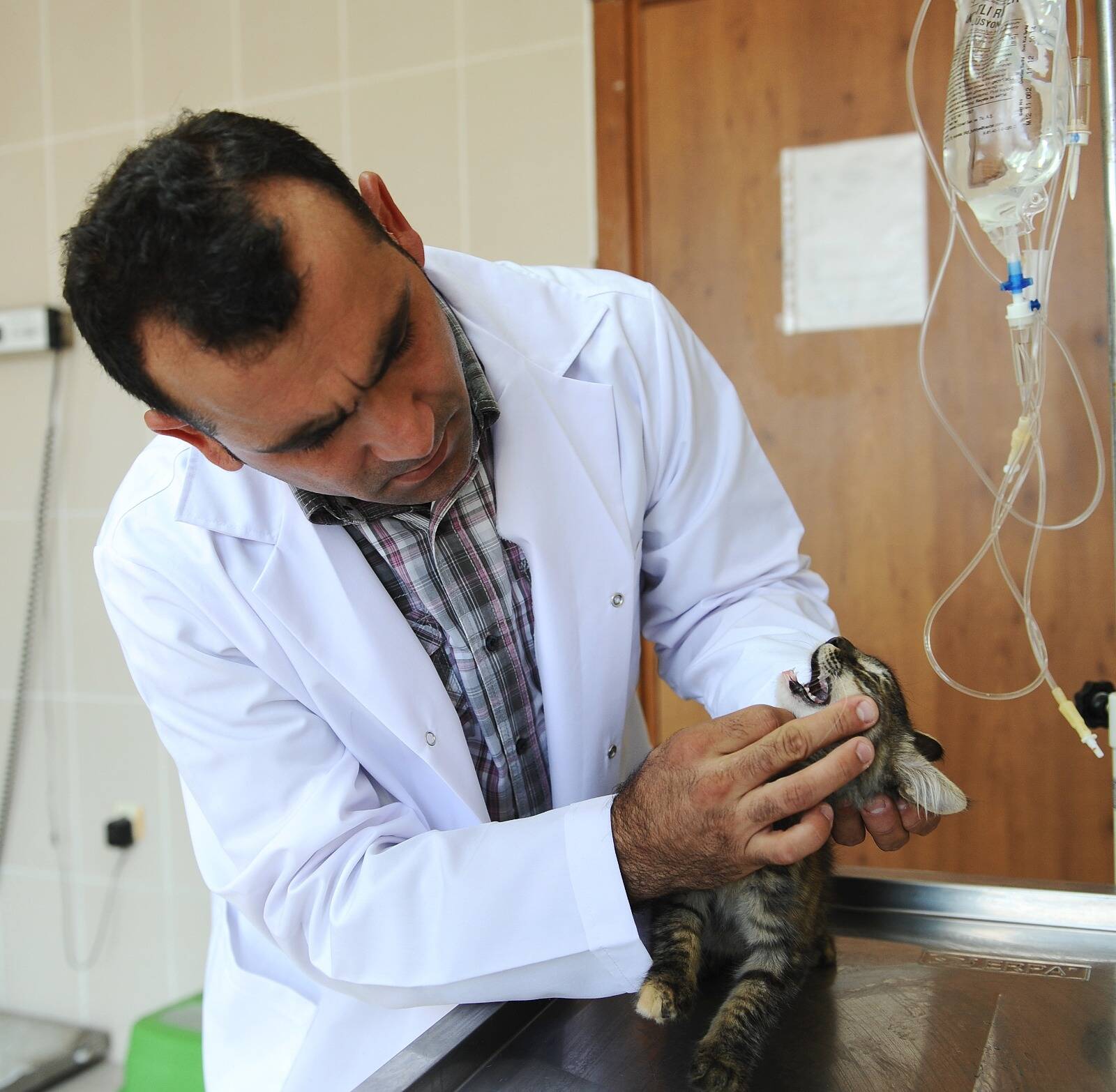 Karşıyaka Belediyesi Veteriner