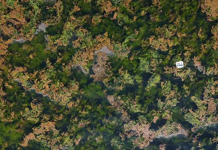 Karşıyaka Bostanlı Sahili Yosun