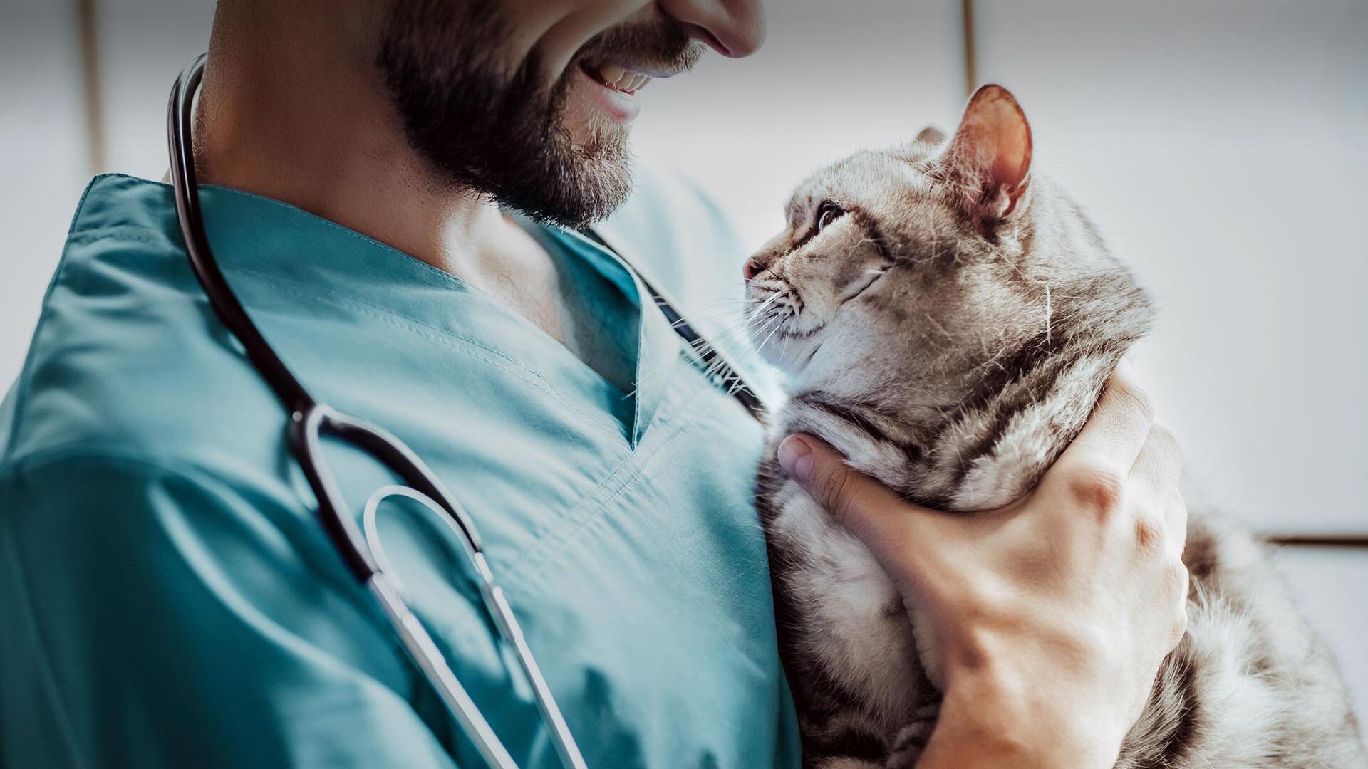 Veteriner nasıl olunur?