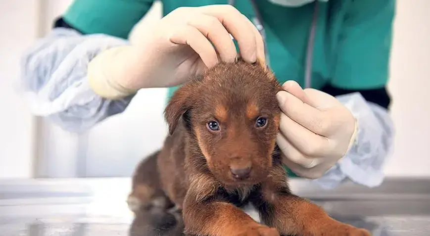 2025, yeni mezun veteriner maaşları ne kadar?