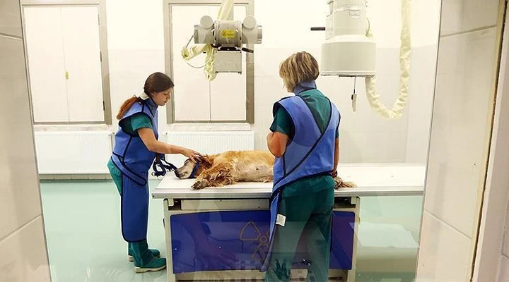 2025, yurt dışında veteriner maaşları ne kadar?