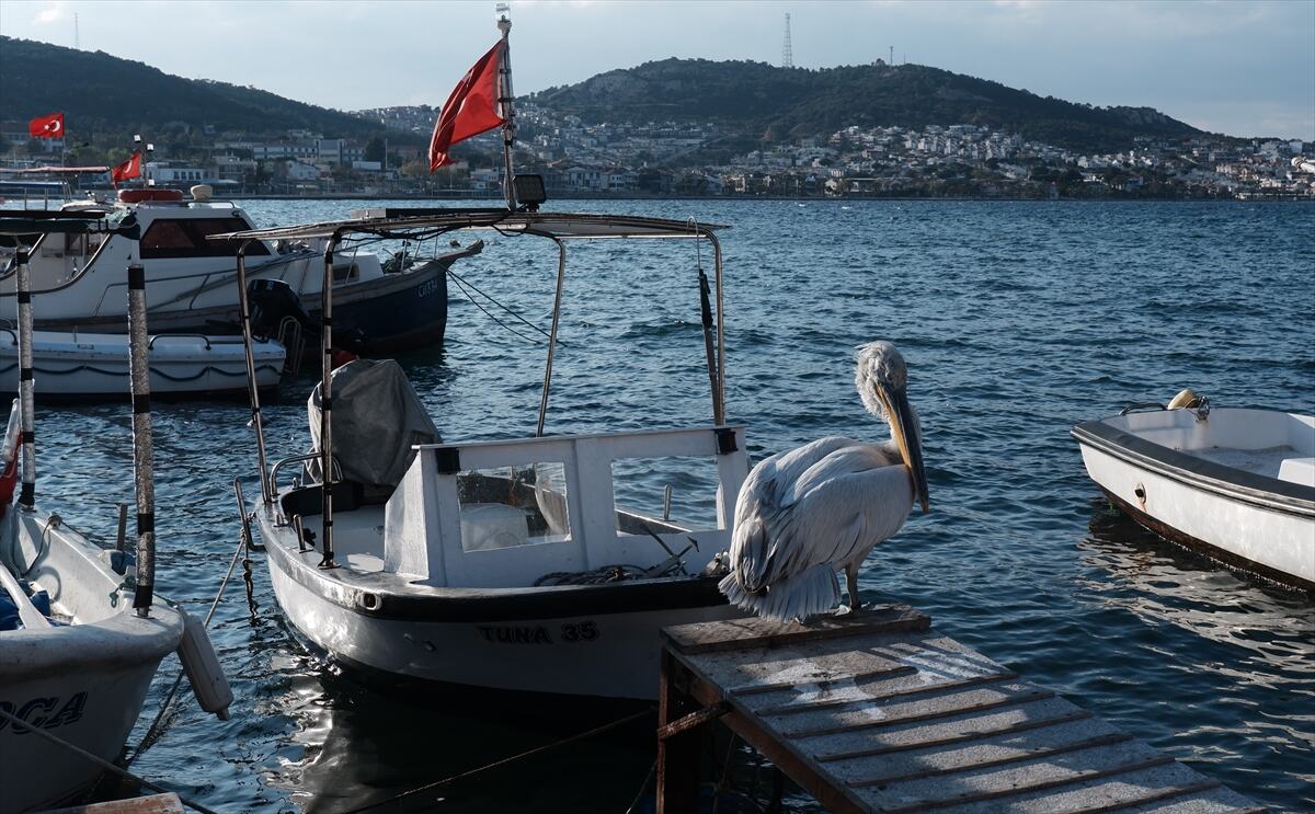 foça-7