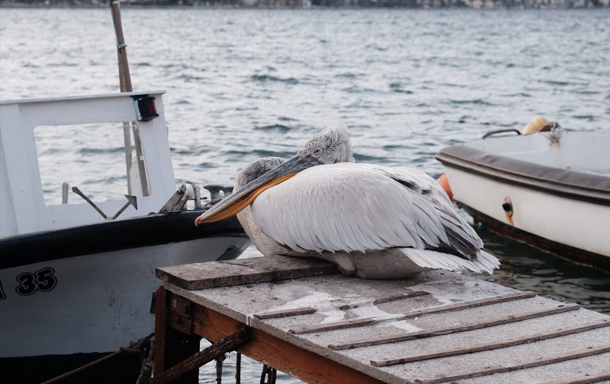 pelikan izmir