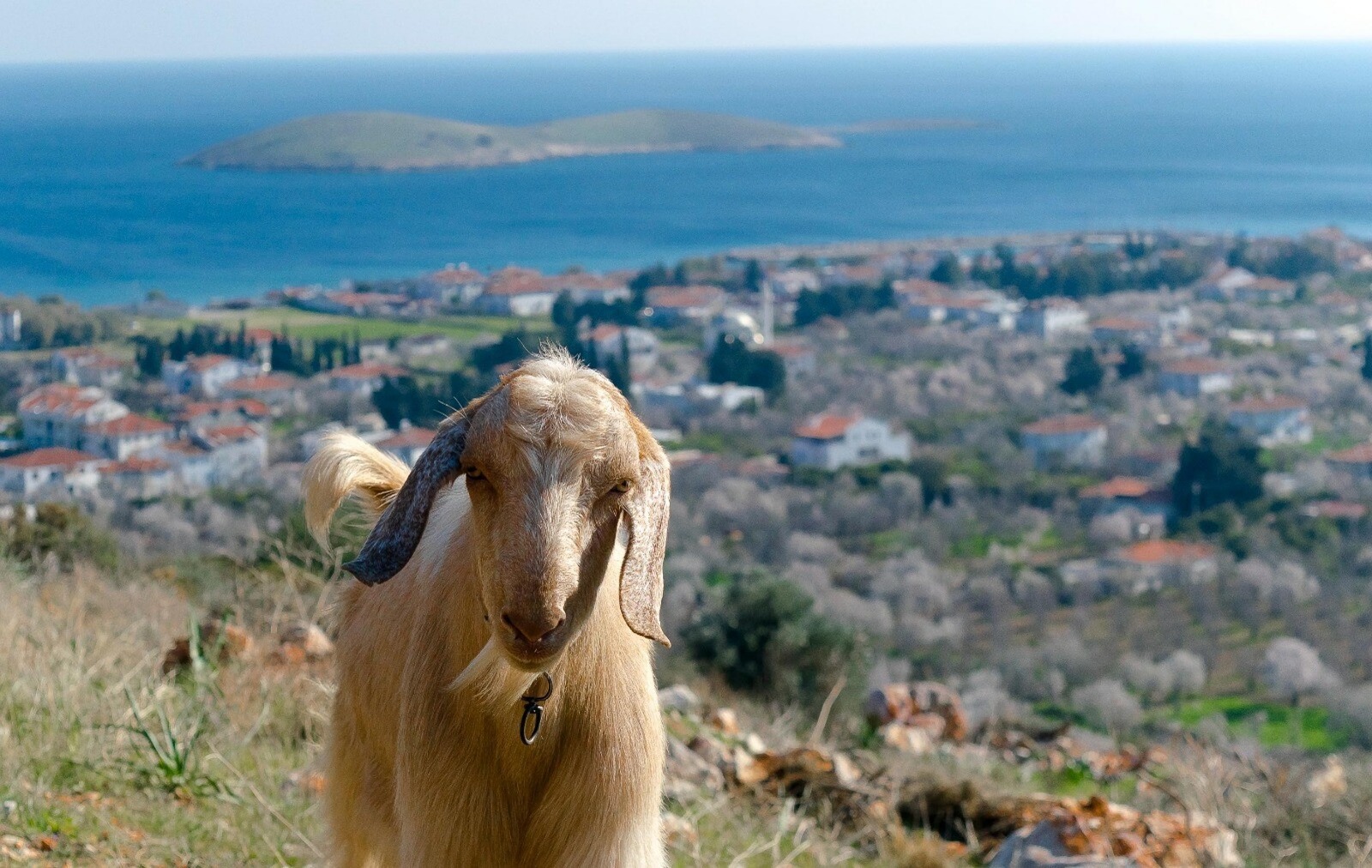 Amaç yayılımı engellemek