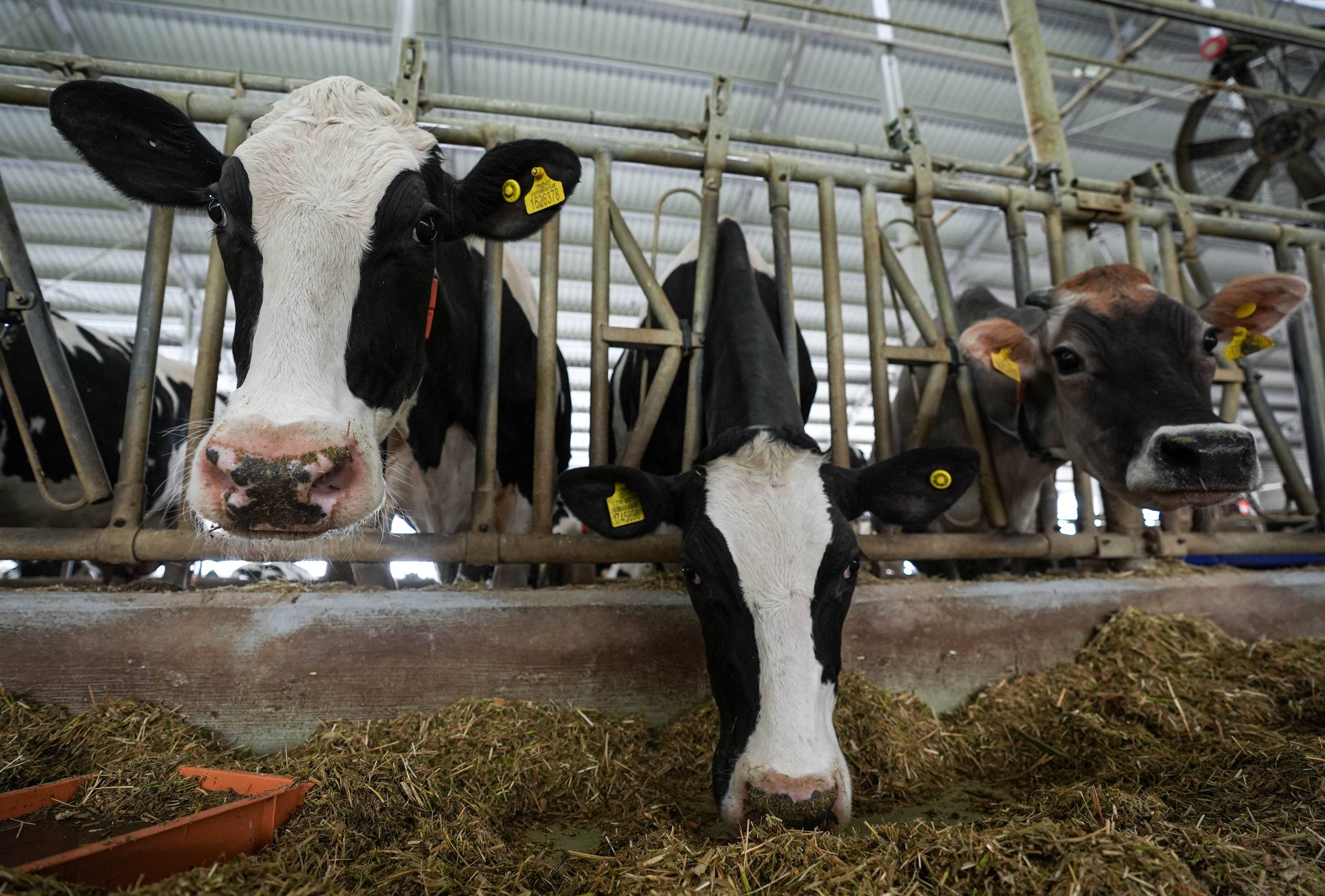 Izmir Sütün Başkenti Olacak (3)