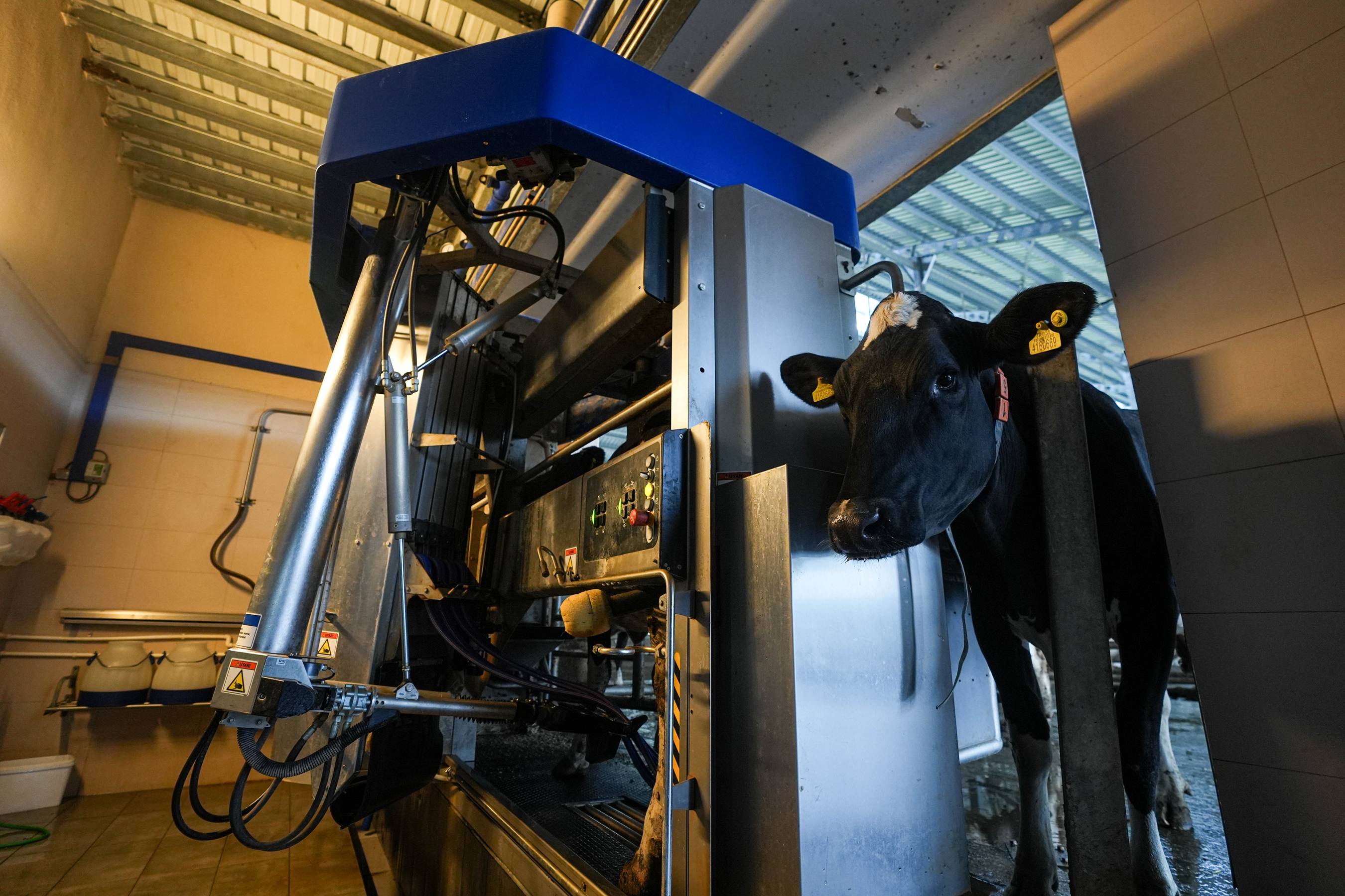 Izmir Sütün Başkenti Olacak (5)