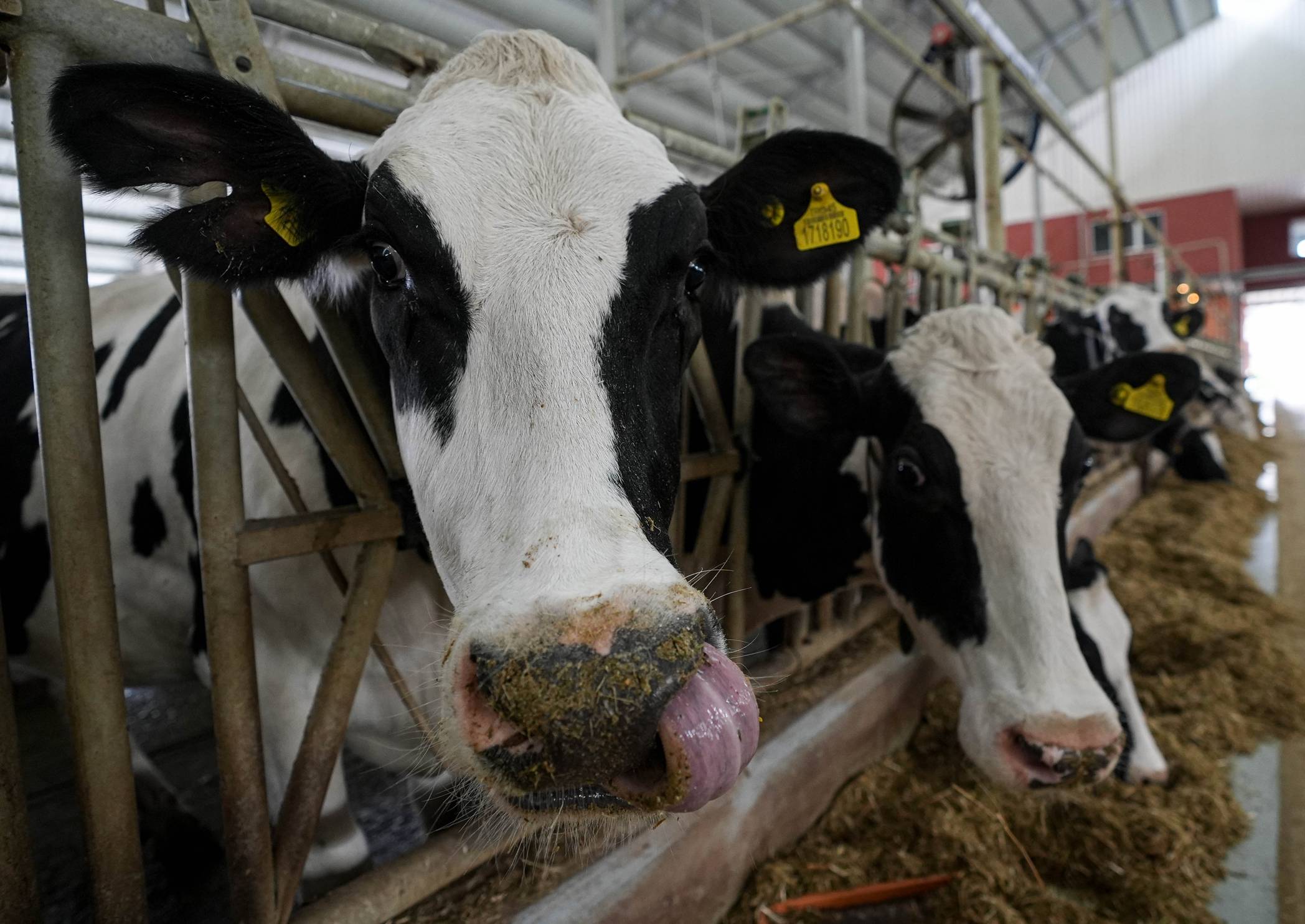 Izmir Sütün Başkenti Olacak (6)