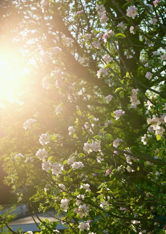 "Artık baharlar onunla daha güzel olacak"