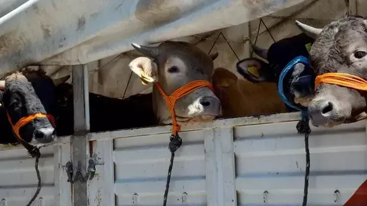 Kurban Taşımacılık