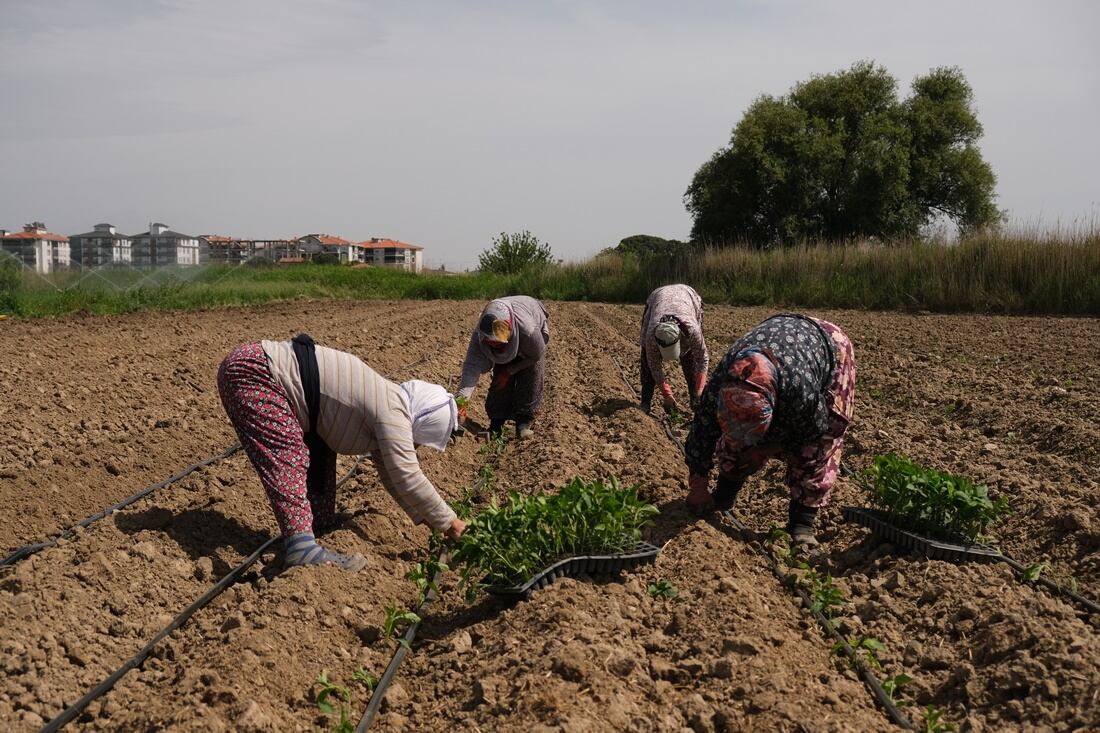 Ayvalık Üretim ve Pazarlama Kooperatifi