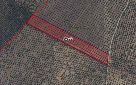 Bayındır Belediyesi Zeytin Bahçesi Satış