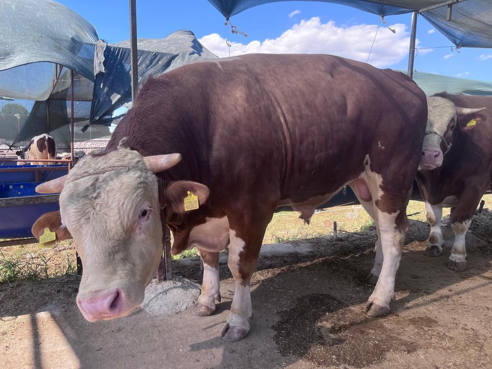 “Çadırların yarısı boş”
