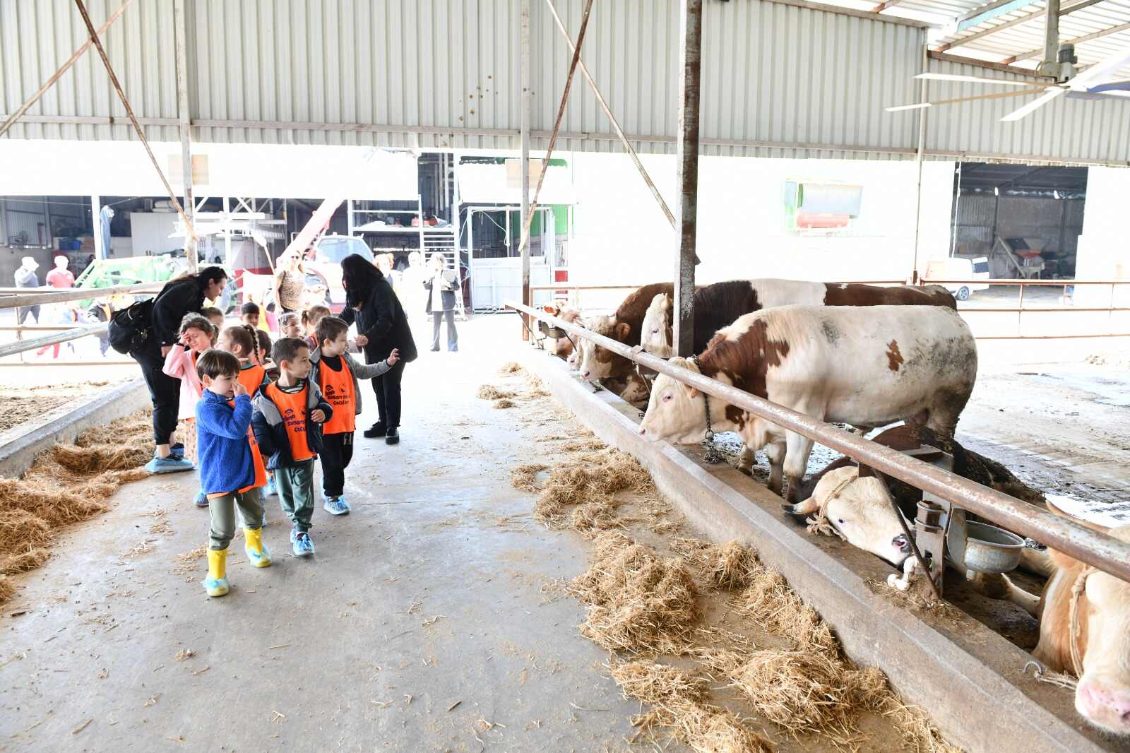 Çiğli besi çiftliği