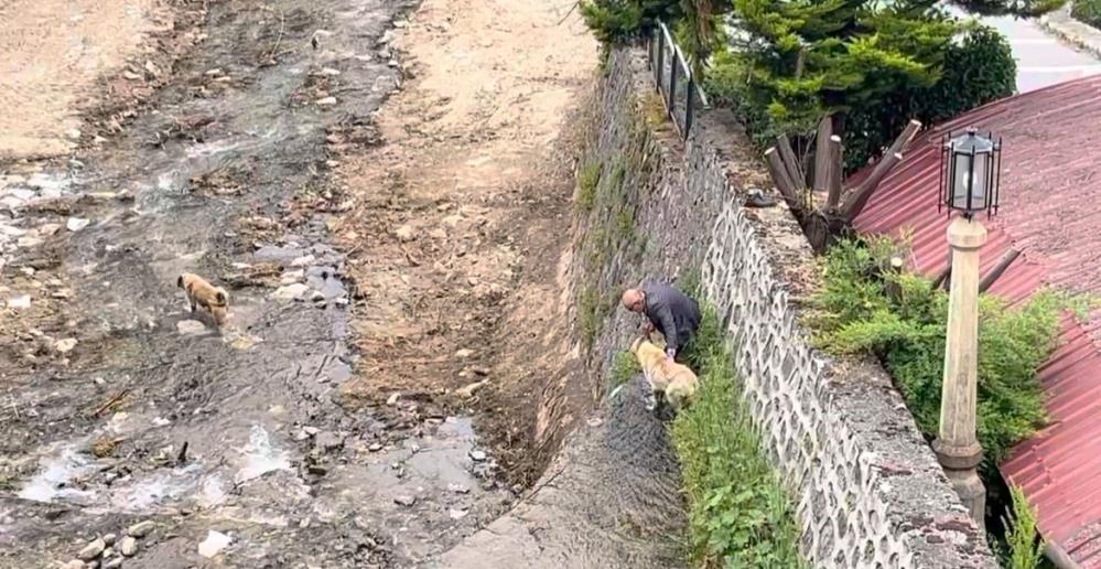 Derede Mahsur Kalan Kangal Köpeklerini Sahibi Suyaatlayıp Kurtardı