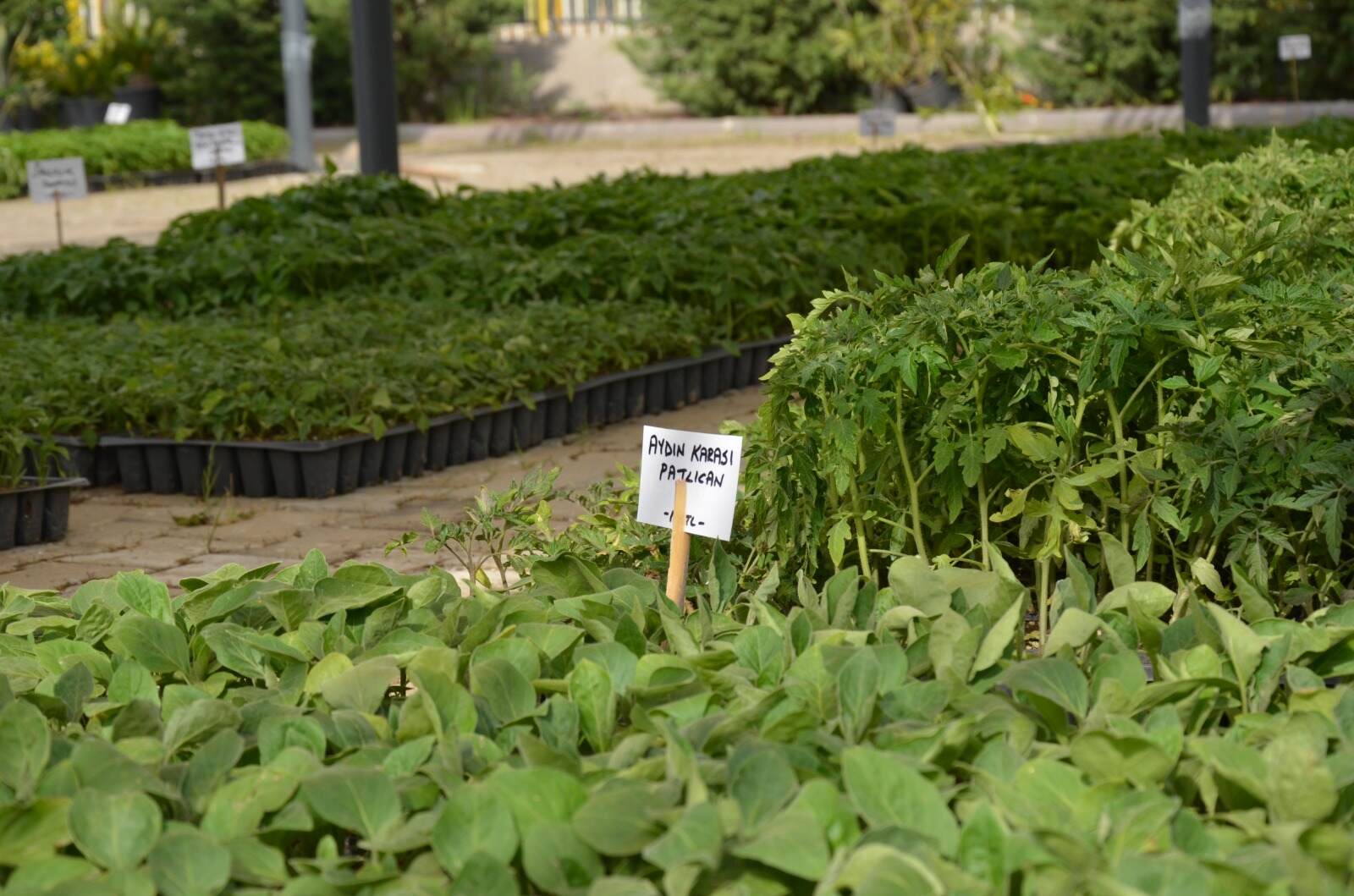 Efes Tarlası Yaşam Köyü