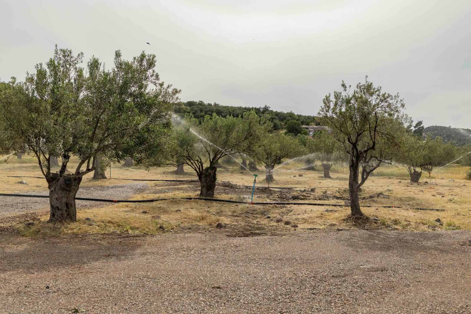 İzmir İl Özel İdaresi