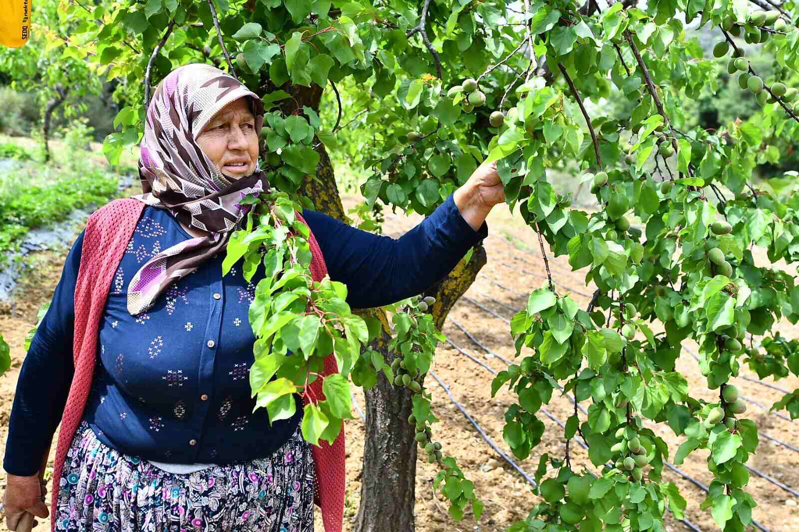 İzmir organik pazar