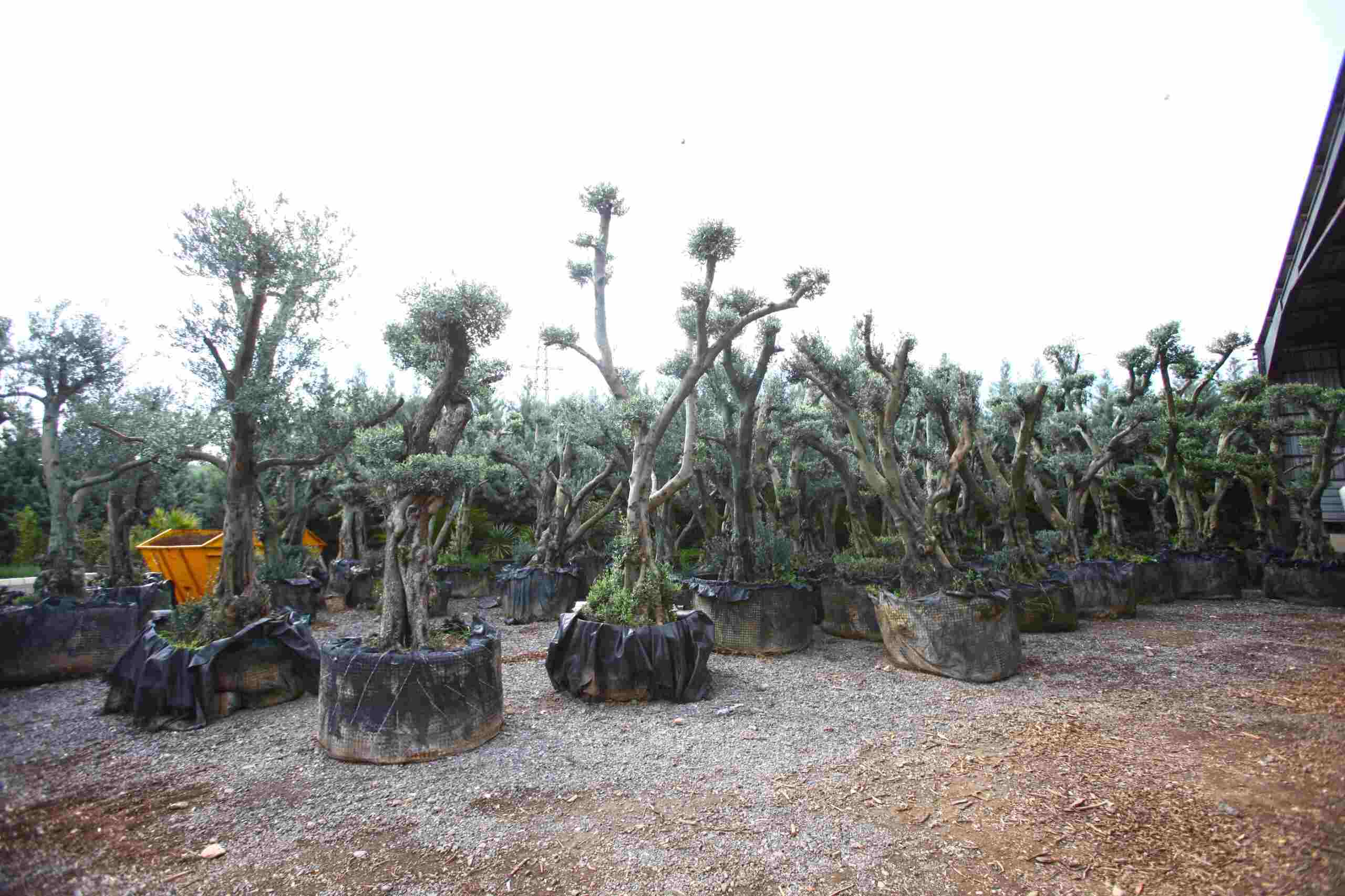 Karabağlar Belediyesi