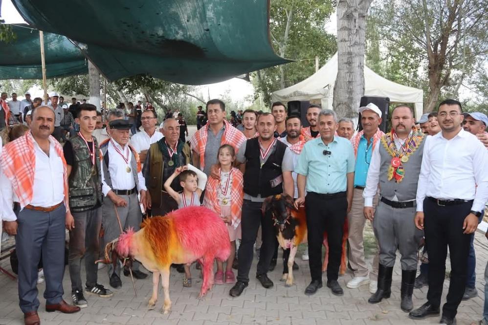 Kınalı Koçlar Buyıl Sudan Daha Erken Karşıya Geçecek