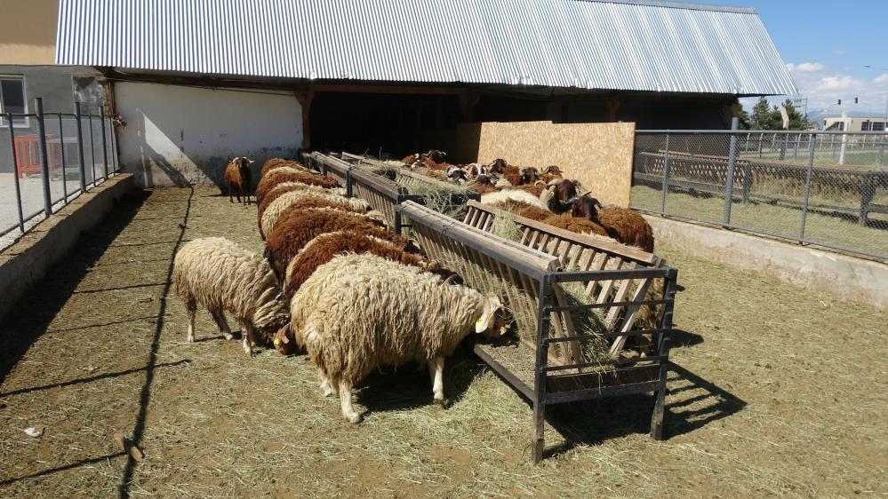 Kilosu 300-310 lira arasında